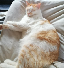 Loki
