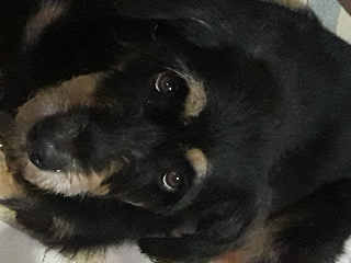 Zena
