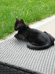 Fély