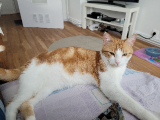 Bobi
