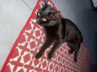 Arthurita