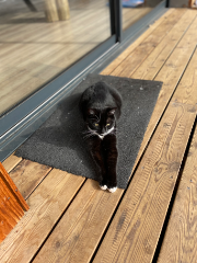 Léon