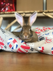 Bunnie