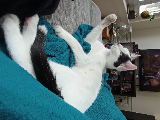Pepito