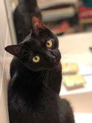 Gilbert