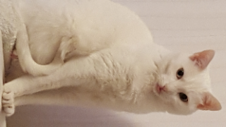 Minouche
