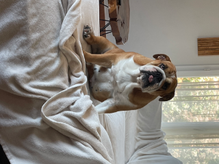 Poopoopidoo