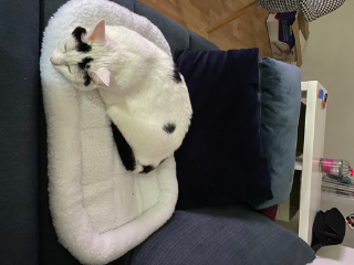 Mirabelle