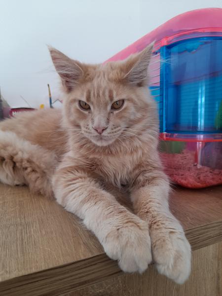 Wesley