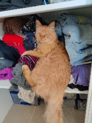 CARAMEL