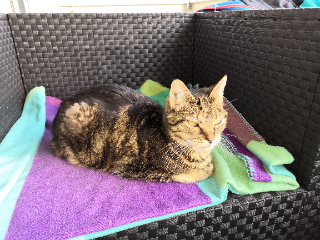 Lilou