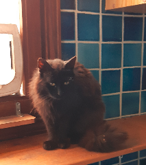 Kitty