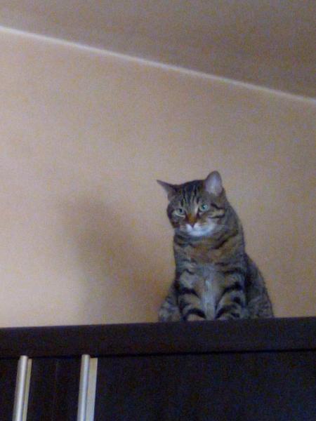 Oscar