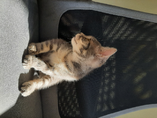Athena