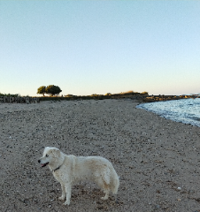 Dolly