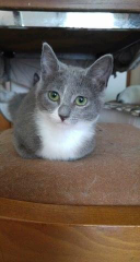 Naïa