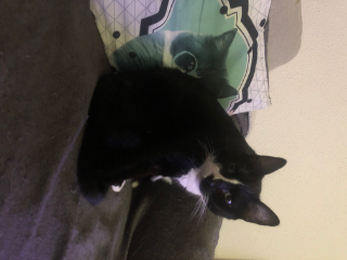 Oreo
