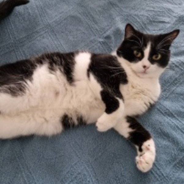 Pao