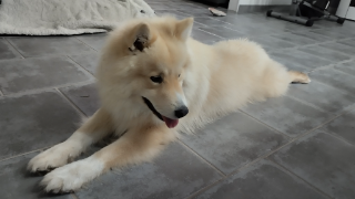 SKAÏ