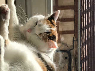 Mimie
