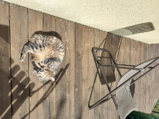 lili