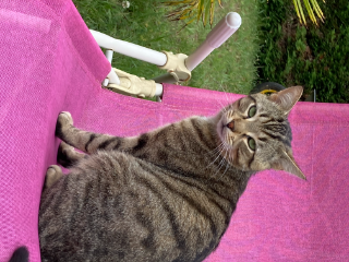 Léon