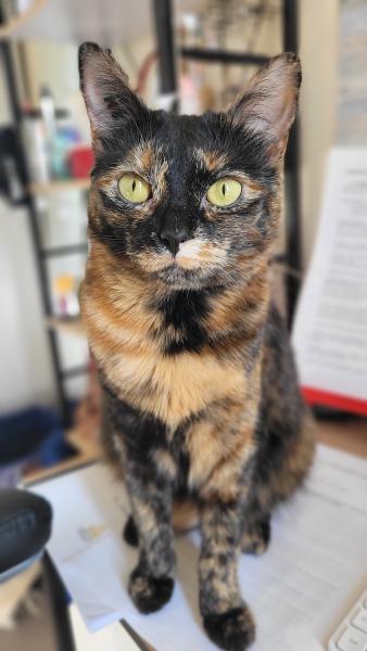 Ciboulette