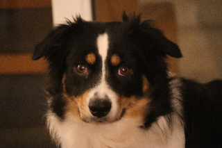 Talyah
