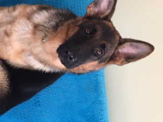 STELLA