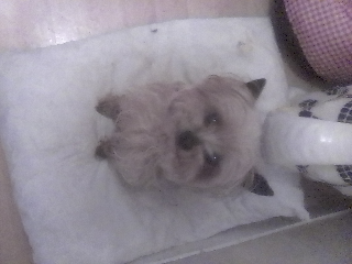 snoopy