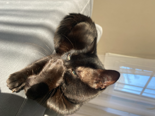 Ochico