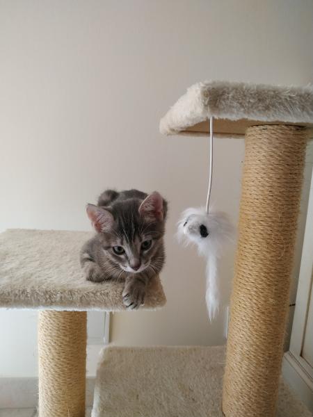 Mya