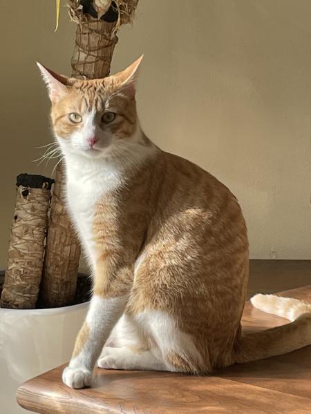 Photo de Ettore