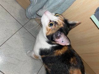 Nalla