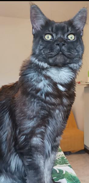 Loki