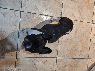 Ava