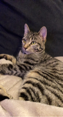 SILVANA