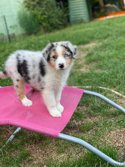 Talya