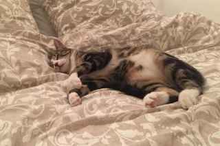 Pantoufle