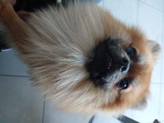 Pooky