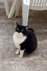 zorra