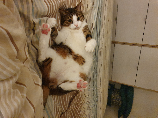 Yoshka