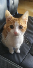 Leopold