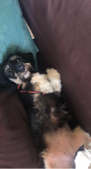 Nina