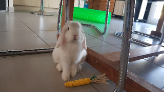 Tiko