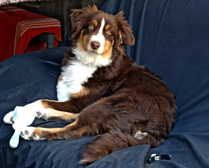 Sawyer