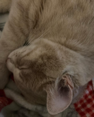 Simba