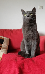 Minette