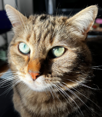 Titi