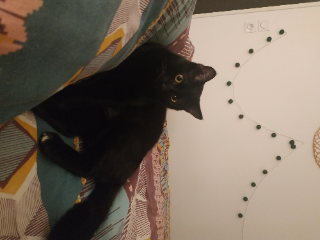 Oscar
